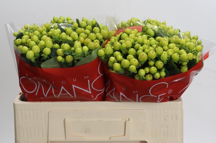 Hypericum Smiley Romance