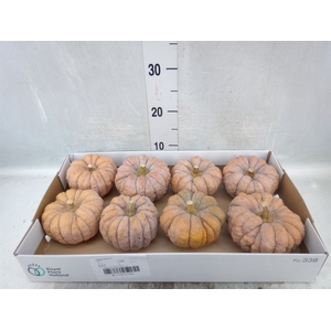 Cucurbita