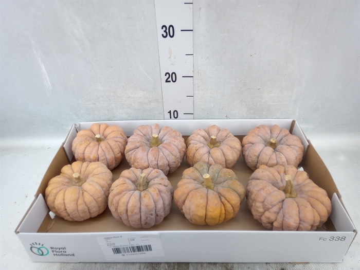 <h4>Cucurbita</h4>