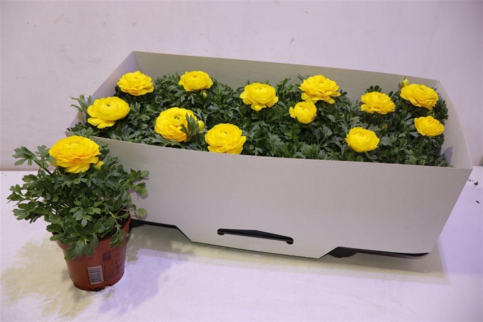 <h4>Ranun Sprink Yellow</h4>