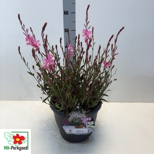 GAUR LI GEYSER PINK