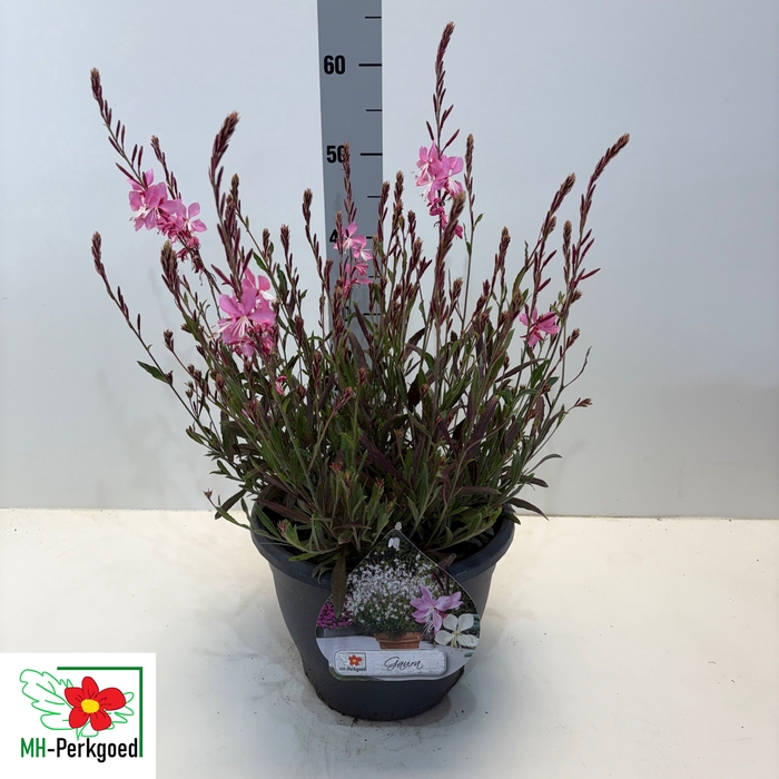 <h4>GAUR LI GEYSER PINK</h4>