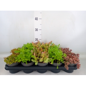 Sedum   ...