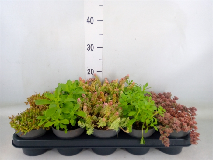 <h4>Sedum   ...</h4>