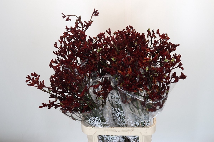 <h4>ANIGOZ EARLY SPRING</h4>