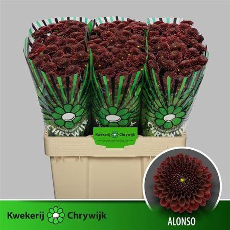 <h4>Chr S Alonso</h4>