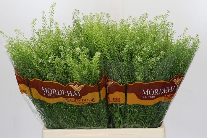 <h4>Lepidium Green Bell</h4>