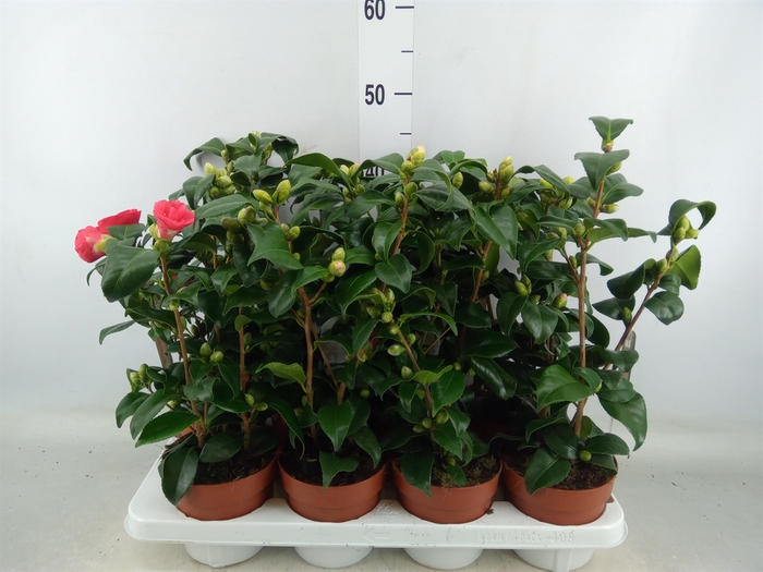 <h4>Camellia reticulata 'Mary Williams'</h4>