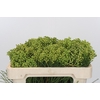 Kaaps Groen Lanug. Green