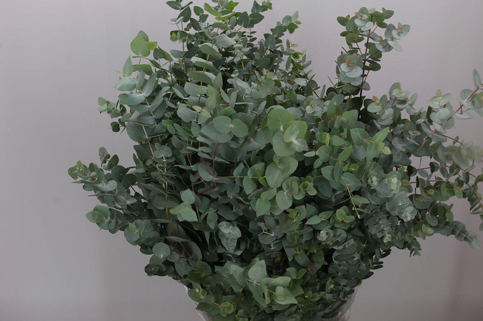 <h4>Cinerea Kort X5 Bos In Hoes</h4>