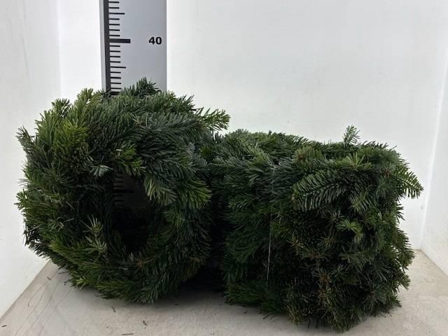 <h4>KRANS HALF GEBOND H%</h4>