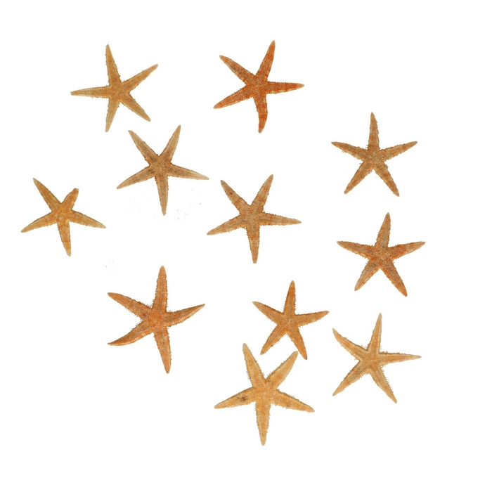 <h4>Shell Starfish 05cm x50</h4>