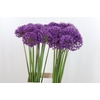 ALLIUM PURPLE SENS