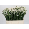 Limonium sinuatum Silvery Sun Birds