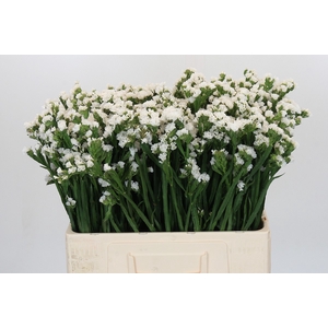Limonium sinuatum Silvery Sun Birds