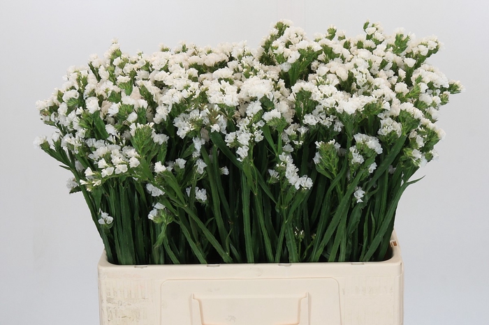 <h4>Limonium sinuatum Silvery Sun Birds</h4>