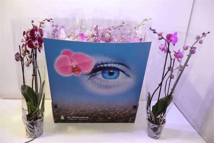 <h4>Phal Gem 6 Kl</h4>