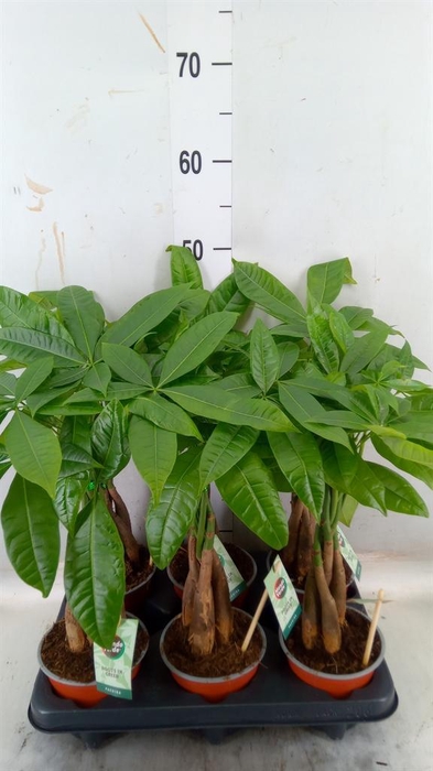 <h4>Pachira aquatica</h4>