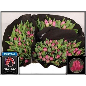 Tu Du Queen Of Marvel