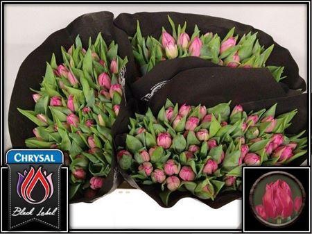 <h4>Tu Du Queen Of Marve</h4>