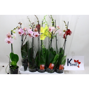 PHAL GEM