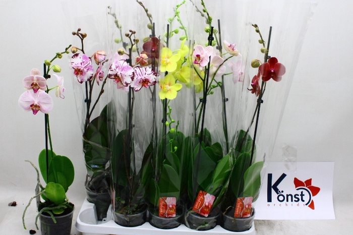 <h4>PHAL GEM</h4>