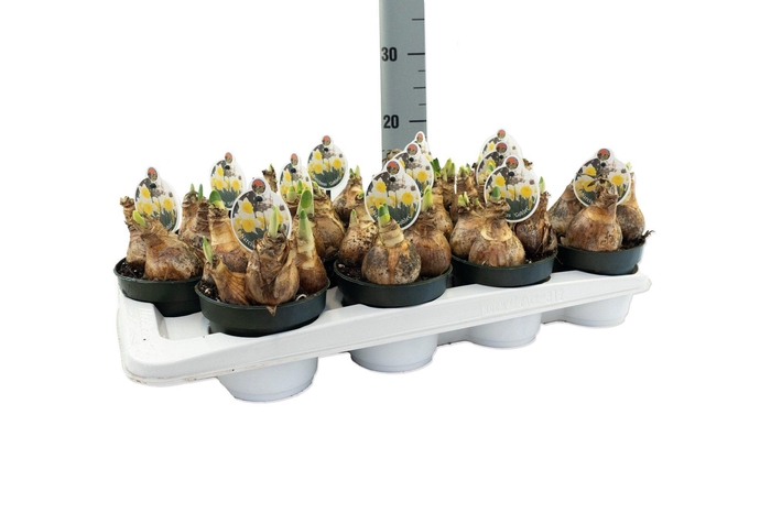 <h4>Narcissus Goblet</h4>