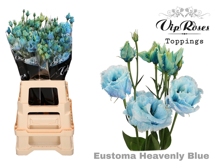 EUST G ALISSA HEAVENLY BLUE