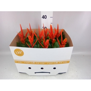 Vriesea  'Sparkle'