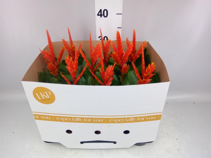 <h4>Vriesea  'Sparkle'</h4>