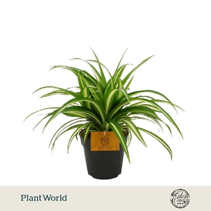 Chlorophytum Com Variegatum
