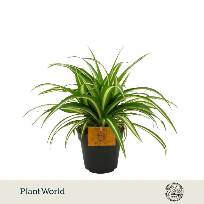 <h4>Chlorophytum Com Variegatum</h4>