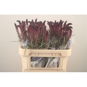 Lysim Atropurpurea