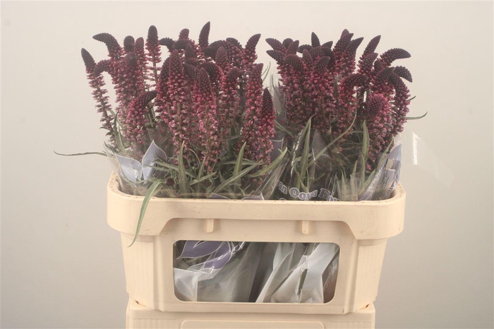 <h4>Lysim Atropurpurea</h4>