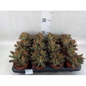 Kalanchoe NF   ...