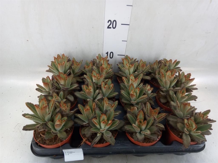 <h4>Kalanchoe NF   ...</h4>