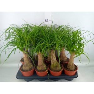 Beaucarnea recurvata