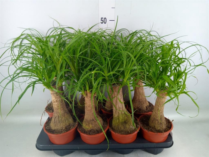 <h4>Beaucarnea recurvata</h4>