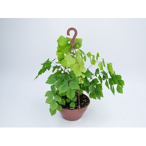 AVENCA PERUVIANUM C21
