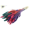 Setaria per bunch Colourful 4