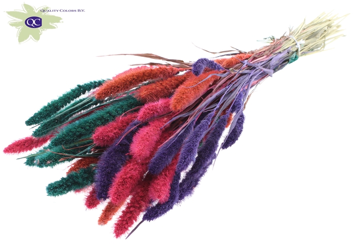 Setaria per bunch Colourful 4