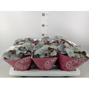 Begonia BD 'Hawaiian Silver'