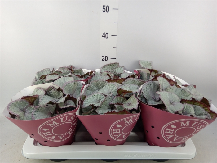 <h4>Begonia BD 'Hawaiian Silver'</h4>