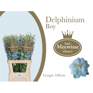 Delphinium Boy