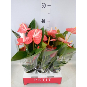 Anthurium andr. 'Livium Orange'