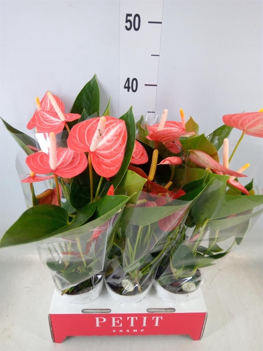 <h4>Anthurium andr. 'Livium Orange'</h4>