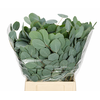 Euc. Populus Leaf Short