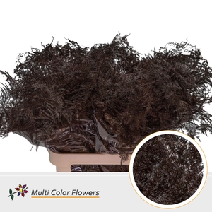 Asparagus Lang Bordeaux