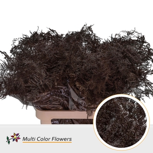 Asparagus Lang Bordeaux