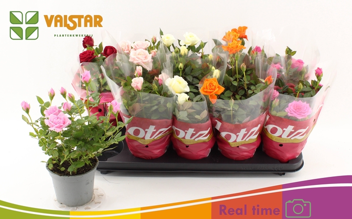 <h4>RO LOTZ OF GEM 5 KL</h4>